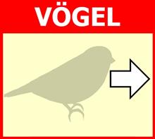 Grafik Voegel